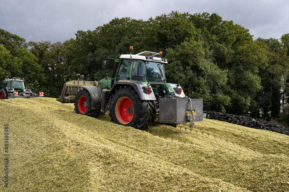 Obraz premium Traktor walzt und schiebt die Maissilage zu einen großen Haufen.