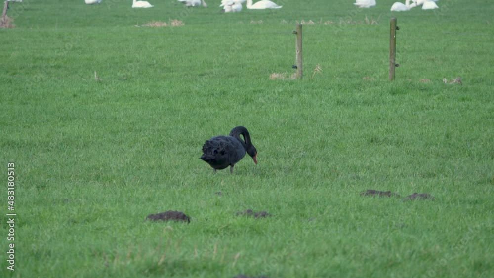 Black swan foraging in the meadow, farmland Black swan foraging in the meadow, farmland
