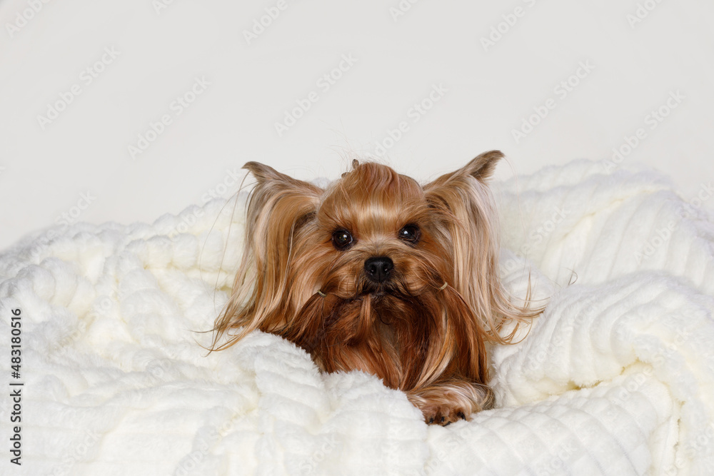 Beautiful glamour yorkie lying on plaid. Portrait of cute puppy yorkshire terrier. Little smiling dog slepping on soft blanket. Beautiful glamour yorkie lying on plaid. Portrait of cute puppy yorkshire terrier. Little smiling dog slepping on soft blanket.
