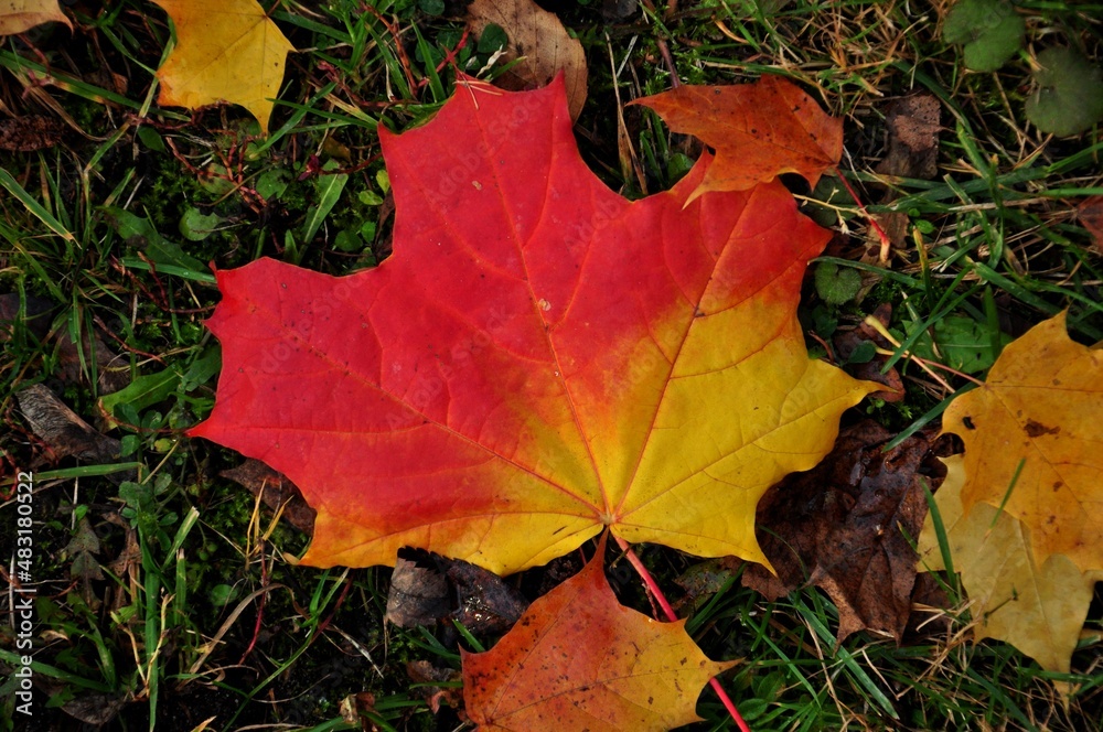 Fototapeta premium Nature - the material world of the universe, in essence - the main object of study of the natural sciences. In everyday life, the word 