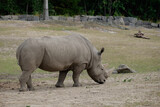 rhino in zoo
