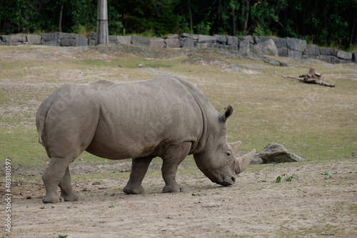 rhino in zoo 