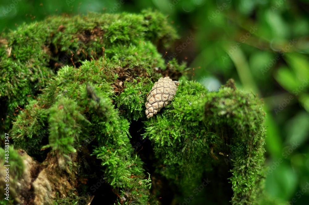 Nature - the material world of the universe, in essence - the main object of study of the natural sciences. In everyday life, the word Nature - the material world of the universe, in essence - the main object of study of the natural sciences. In everyday life, the word