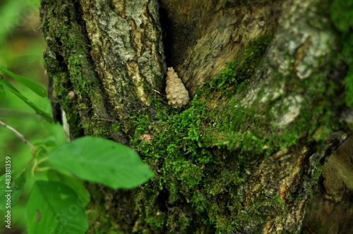 Nature - the material world of the universe, in essence - the main object of study of the natural sciences. In everyday life, the word "nature" is often used in the sense of a natural habitat.