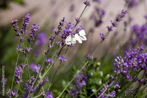 Obraz Dwa jasne motyle na kwitnącej lawendzie
