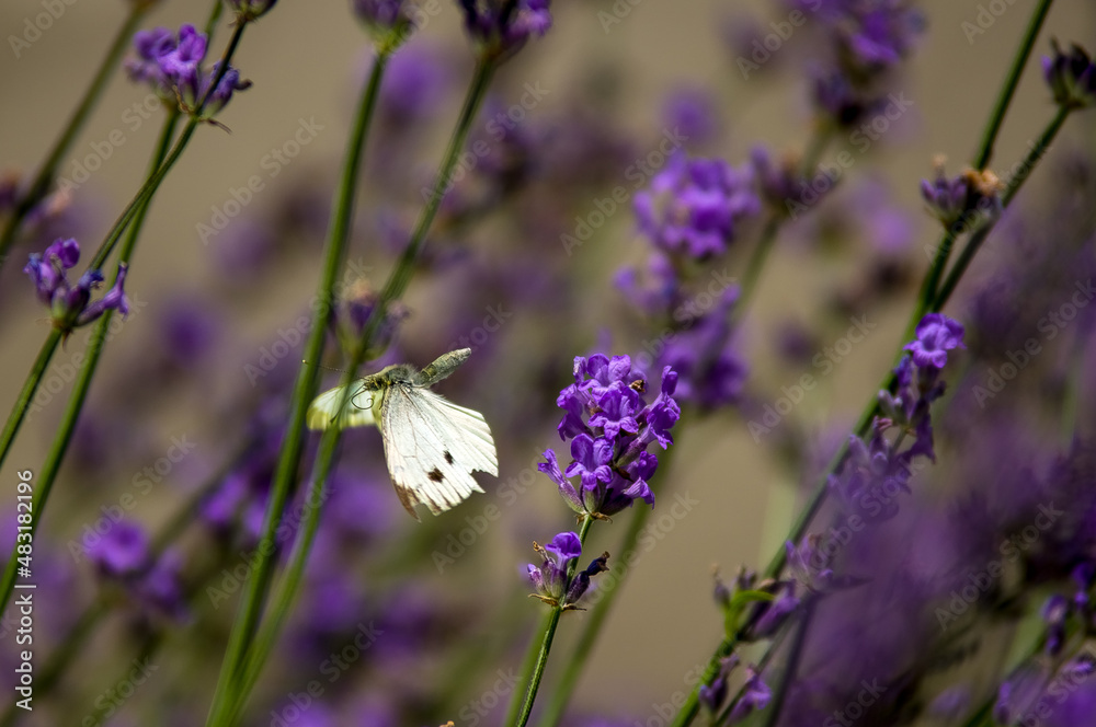 Motyl Bielinek rozpostarte skrzydła rozmyte pastelowe tło z lawendą - obrazy, fototapety, plakaty 
