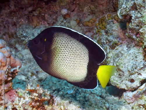 An Yellow-ear Angelfish (Apolemichthys xanthotis) in the Red Sea, Egypt