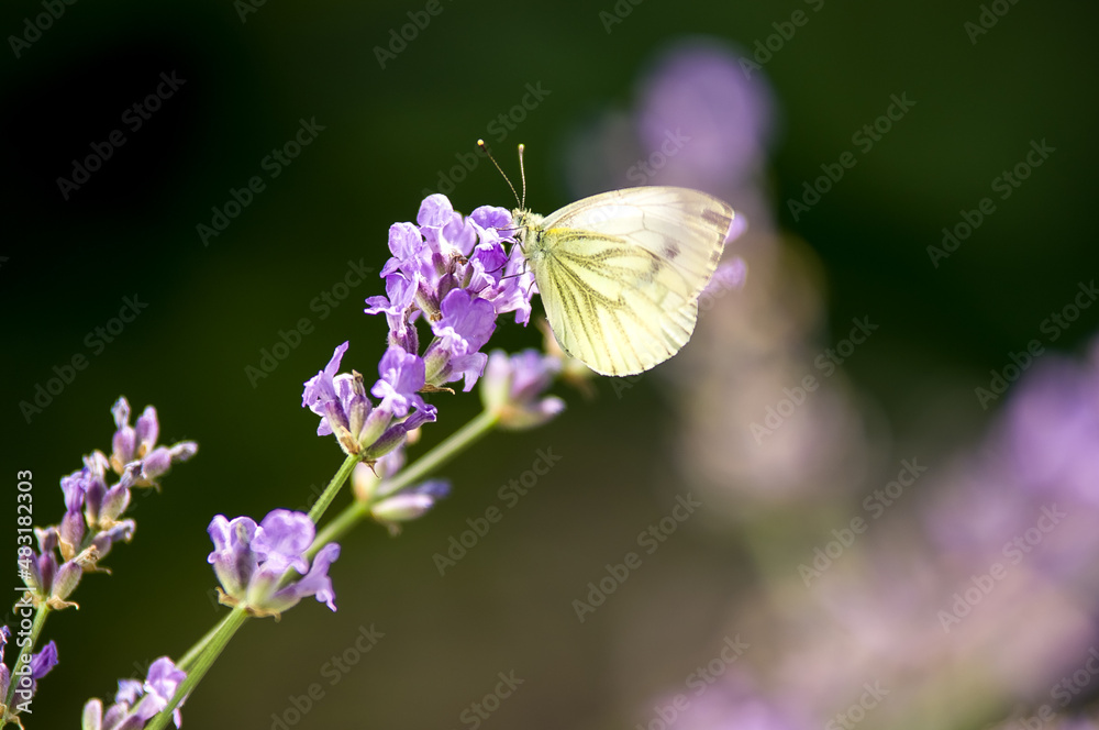 Jasny motyl bielinek siedzący na lawendzie rozmyte tło	
 - obrazy, fototapety, plakaty 