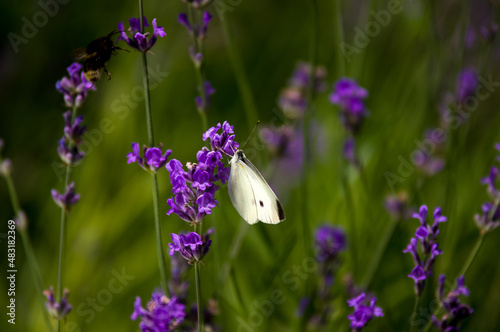 Motyl bielinek na lawendzie zielone tło