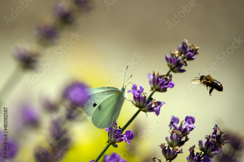 Jasny motyl bielinek siedzący na lawendzie  i nadlatujący trzmiel bąk rozmyte tło