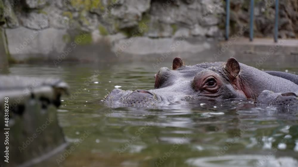 a hippopotamus rests on the surface of the water a hippopotamus rests on the surface of the water