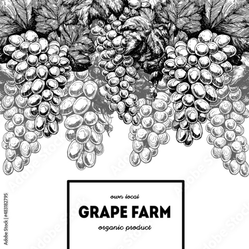 Grapes for wine. Sketch design template. Package for wine. Hand drawn vector illustration. Wine shop and grapes farm design.