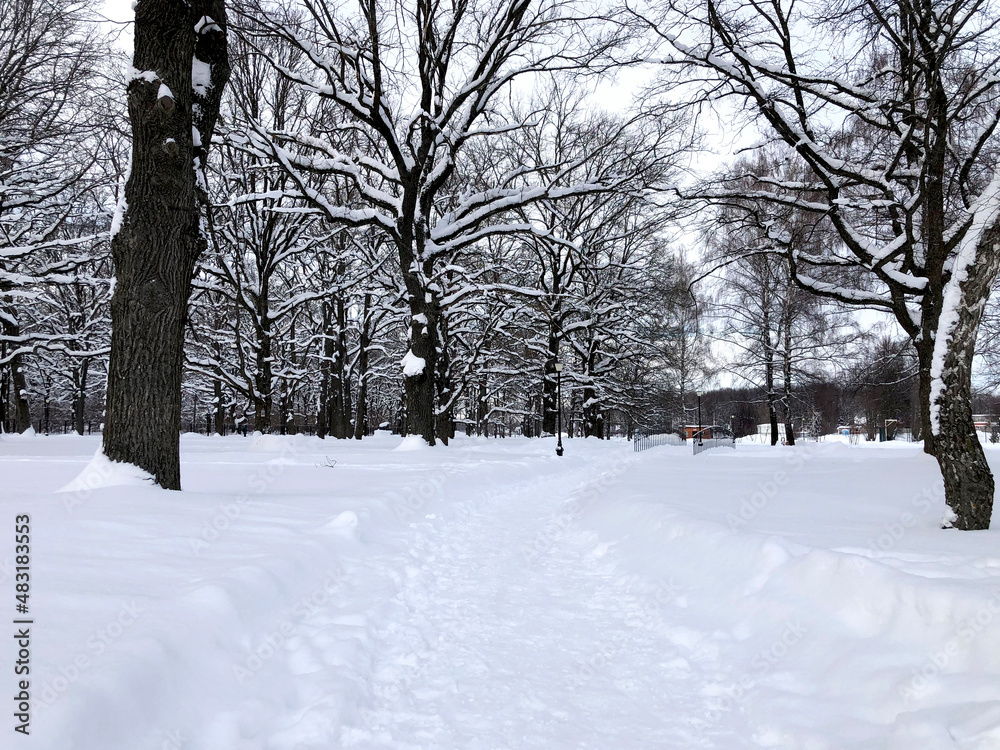 Severe snowy winter. Path and trees in the snow in the park Severe snowy winter. Path and trees in the snow in the park