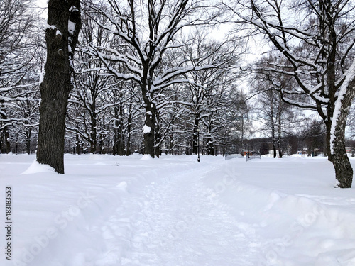 Severe snowy winter. Path and trees in the snow in the park