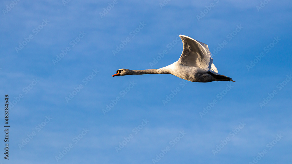 Obraz premium ein fliegender Höckerschwan, Cygnus olor 