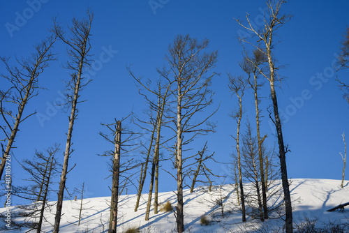 Fototapeta Naklejka Na Ścianę i Meble -  Old forest on the dunes.  Winter
