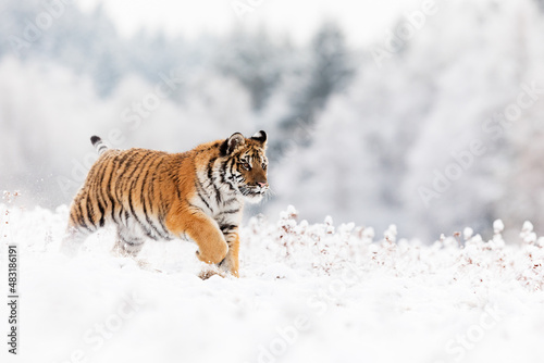 young male Siberian tiger (Panthera tigris tigris) running across a snowy meadow with a backdrop of white trees
