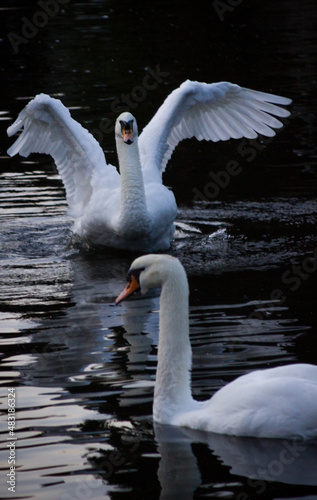 Imagen de dos cisnes uno de ellos abriendo las alas en el agua de los canales de brujas en bruselas