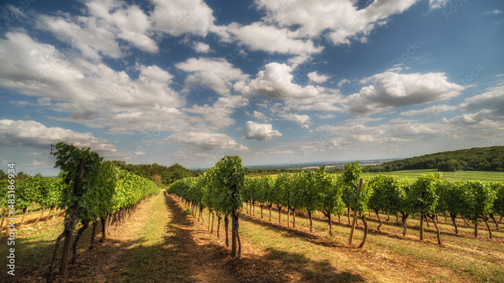 Paysage du vignoble Bourguignon des Hautes-Côtes-de-Nuits, Magny-lès-Villers, Bourgogne, France