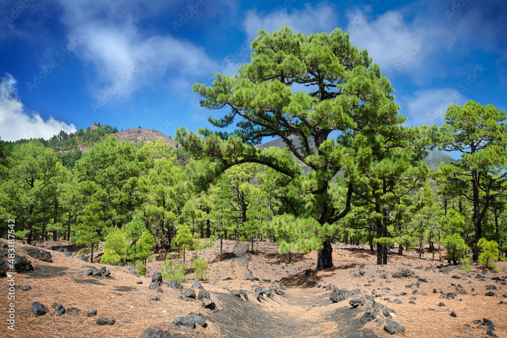 Fototapeta premium Green pine trees surrounding the path of Ruta de los Volcanes, Cumbre Vieja Natural Park, La Palma, Canary Islands, Spain