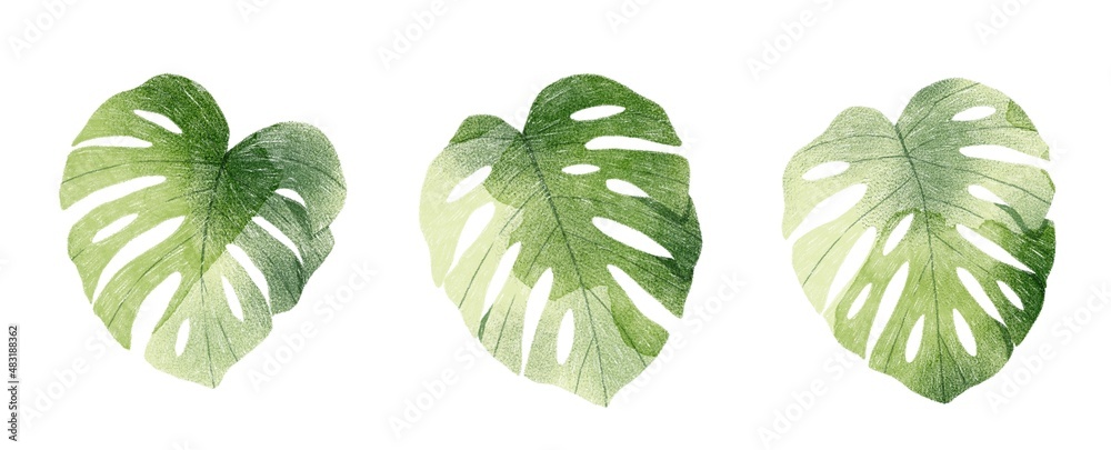 Set of 3 monstera leaves isolated on white background. Botanical illustration. Tropical plant. Cheese plant. Set of 3 monstera leaves isolated on white background. Botanical illustration. Tropical plant. Cheese plant.