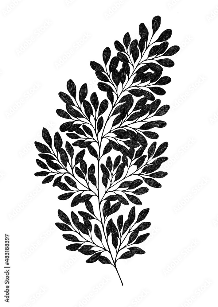 Black leaves on branch isolated on white background. Botanical illustration. Black leaves on branch isolated on white background. Botanical illustration.