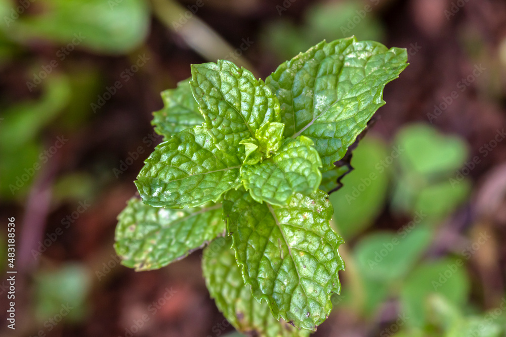Fresh mint leaves growing in organic garden. Mint herb (Mentha spicata) in Brazil Fresh mint leaves growing in organic garden. Mint herb (Mentha spicata) in Brazil