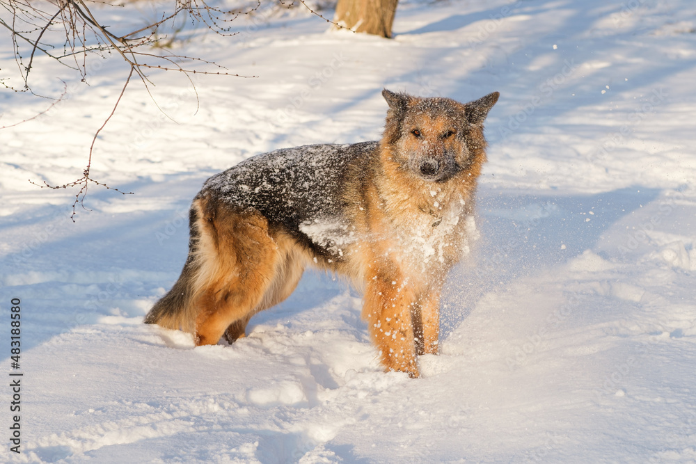 Fototapeta premium German shepherd muzzle in snow. It's a warm sunny day outside.