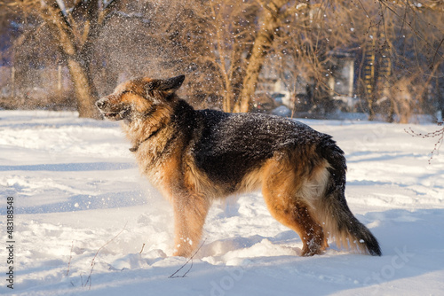German Shepherd being covered in snow. It's a warm sunny day outside. © Snizhana