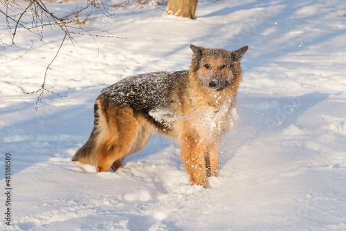 German shepherd muzzle in snow. It's a warm sunny day outside.