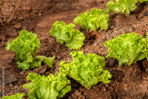 Close-up with selective focus of young green lettuce in Brazil
