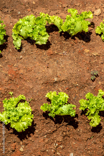 Close-up with selective focus of young green lettuce in Brazil