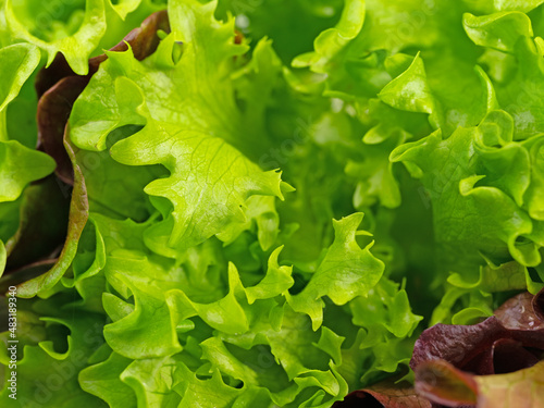 Fotografija Pflücksalat, Lactuca sativa, in Nahaufnahme