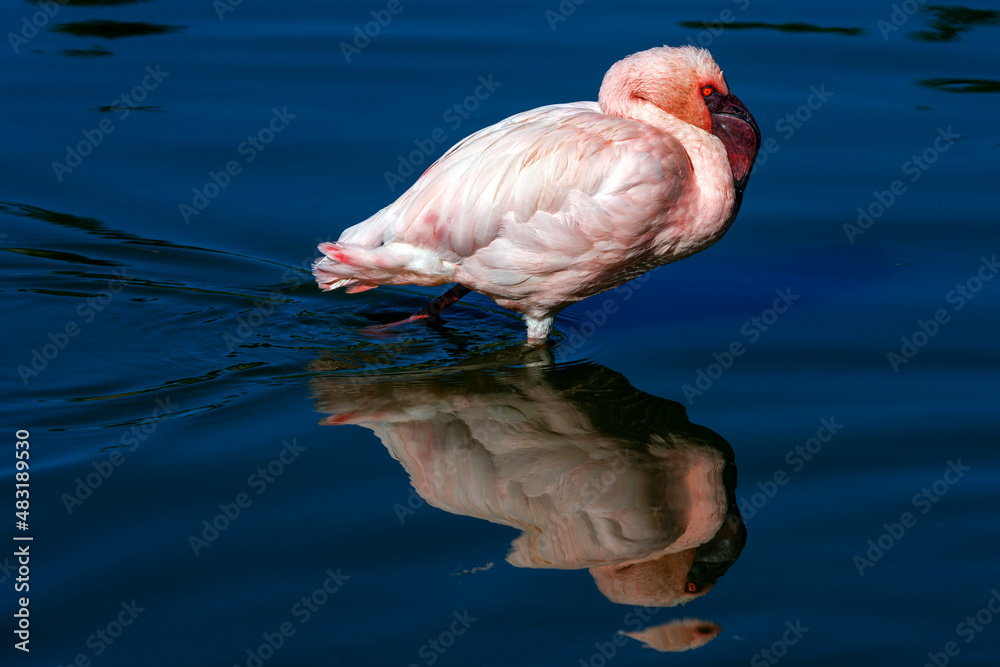 Lesser flamingo standing in the water