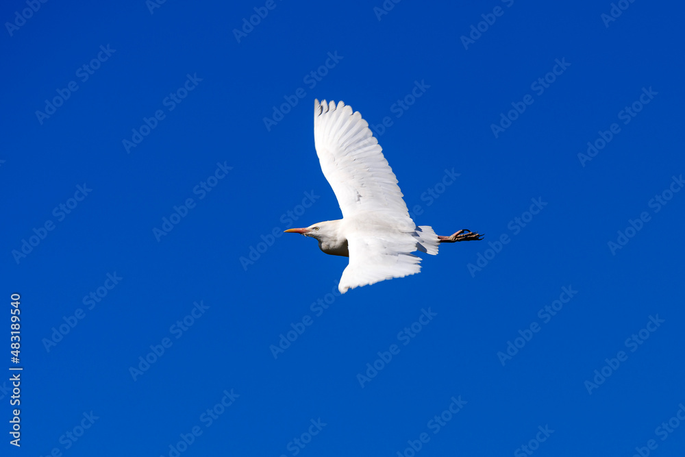 Obraz premium Flying cattle egret