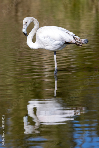 White Juvenile flamingo standing in the water