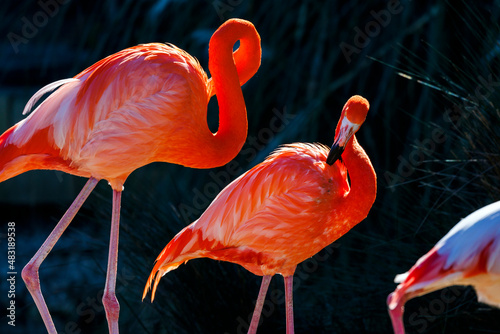 Fototapeta Naklejka Na Ścianę i Meble -  Two red flamingos standing on the shore
