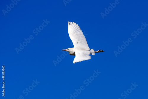 Flying cattle egret
