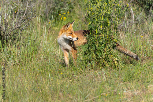 Young Red Fox, the largest of the true foxes, standing behind a bush hiding in a dune area near Amsterdam © Leoniek