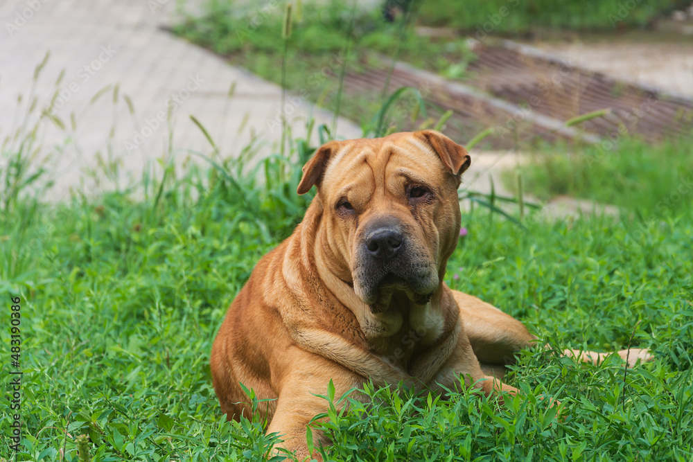 Shar Pei dog lies on a green lawn in summer