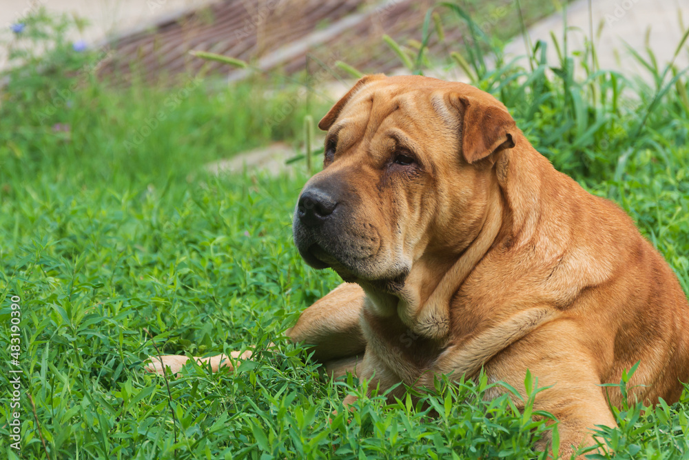 Portrait of a Shar Pei dog. The pet is resting on green lawn Portrait of a Shar Pei dog. The pet is resting on green lawn
