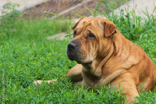 Portrait of a Shar Pei dog. The pet is resting on green lawn