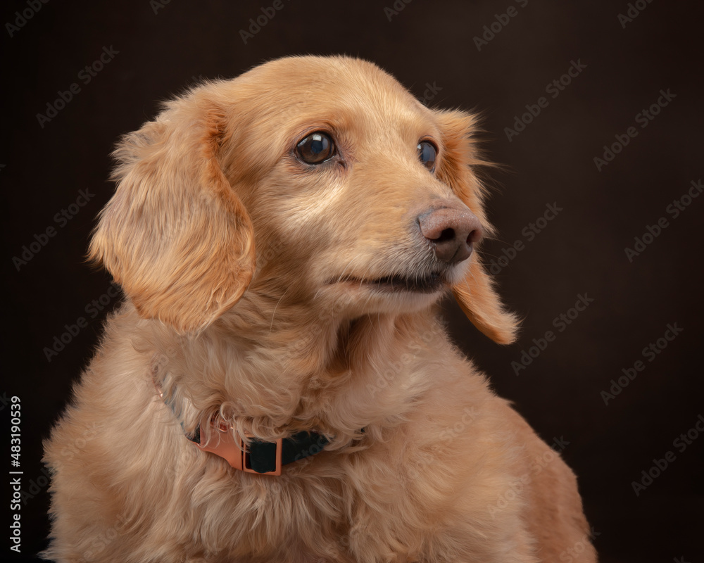 Blonde Longhaired Dachshund Looking Camera Right Blonde Longhaired Dachshund Looking Camera Right