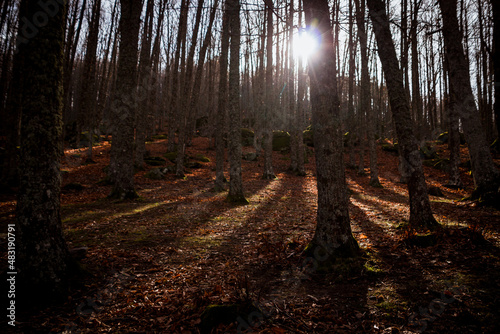 Imagen de la entrada de la luz del sol como reflejos entre los árboles del bosque en el castañar en otoño