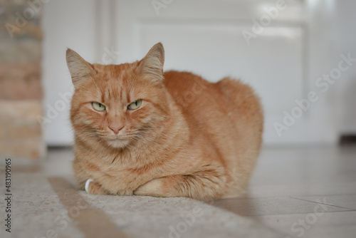 Obraz na plátně Orange tabby cat with an angry look lies on the floor