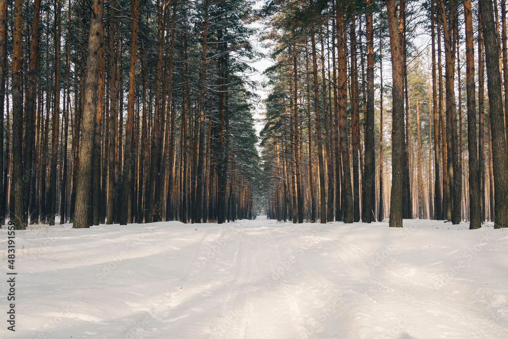 Snowy winter landscape of road in snow forest. Winter forest view with snow covered trees