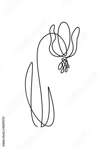 Beautiful spring flower in continuous line art drawing style. Dogtooth violet minimalist black linear design isolated on white background. Vector illustration