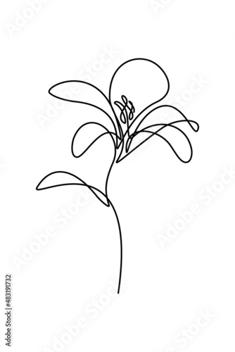 Abstract flower in continuous line art drawing style. Lily flower black linear design isolated on white background. Vector illustration