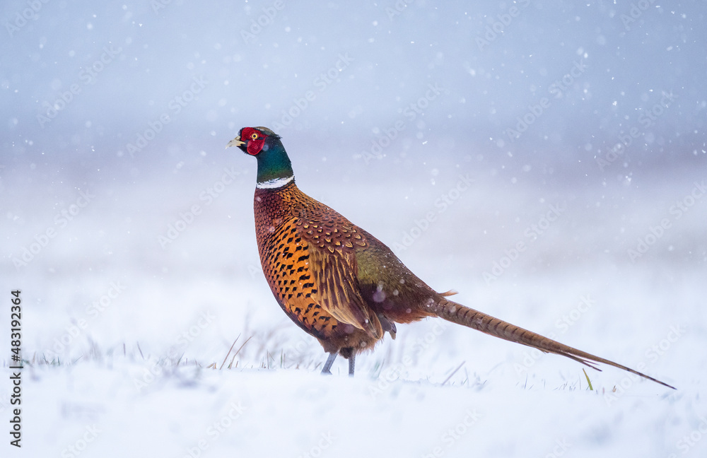 Fototapeta premium Ringneck Pheasant ( Phasianus colchicus ) male in winter scenery