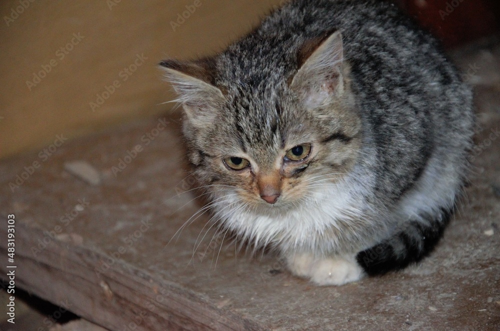Naklejka premium kitten looking at the camera, stray cats on the street